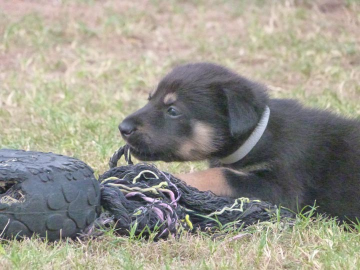 chinook dog